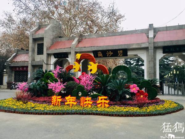 繽紛花壇慶元旦 雙梅鬧春迎新年！走，碧沙崗公園逛逛去