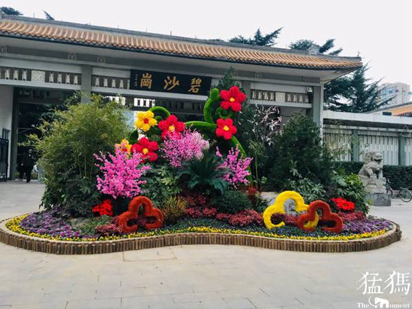 繽紛花壇慶元旦 雙梅鬧春迎新年！走，碧沙崗公園逛逛去